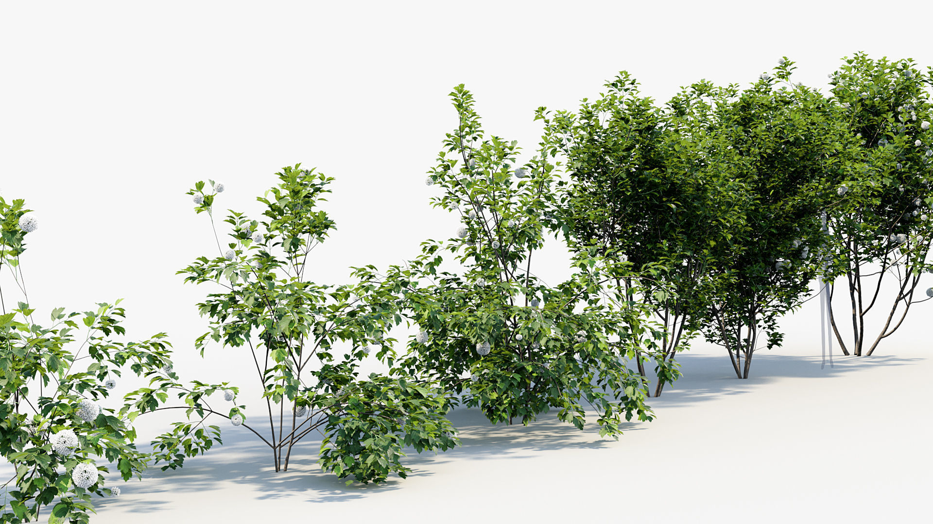 Package 08 Small Trees Collection 3D model_80
