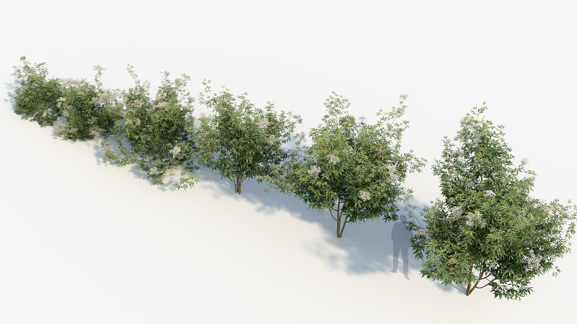 Package 08 Small Trees Collection 3D model_63