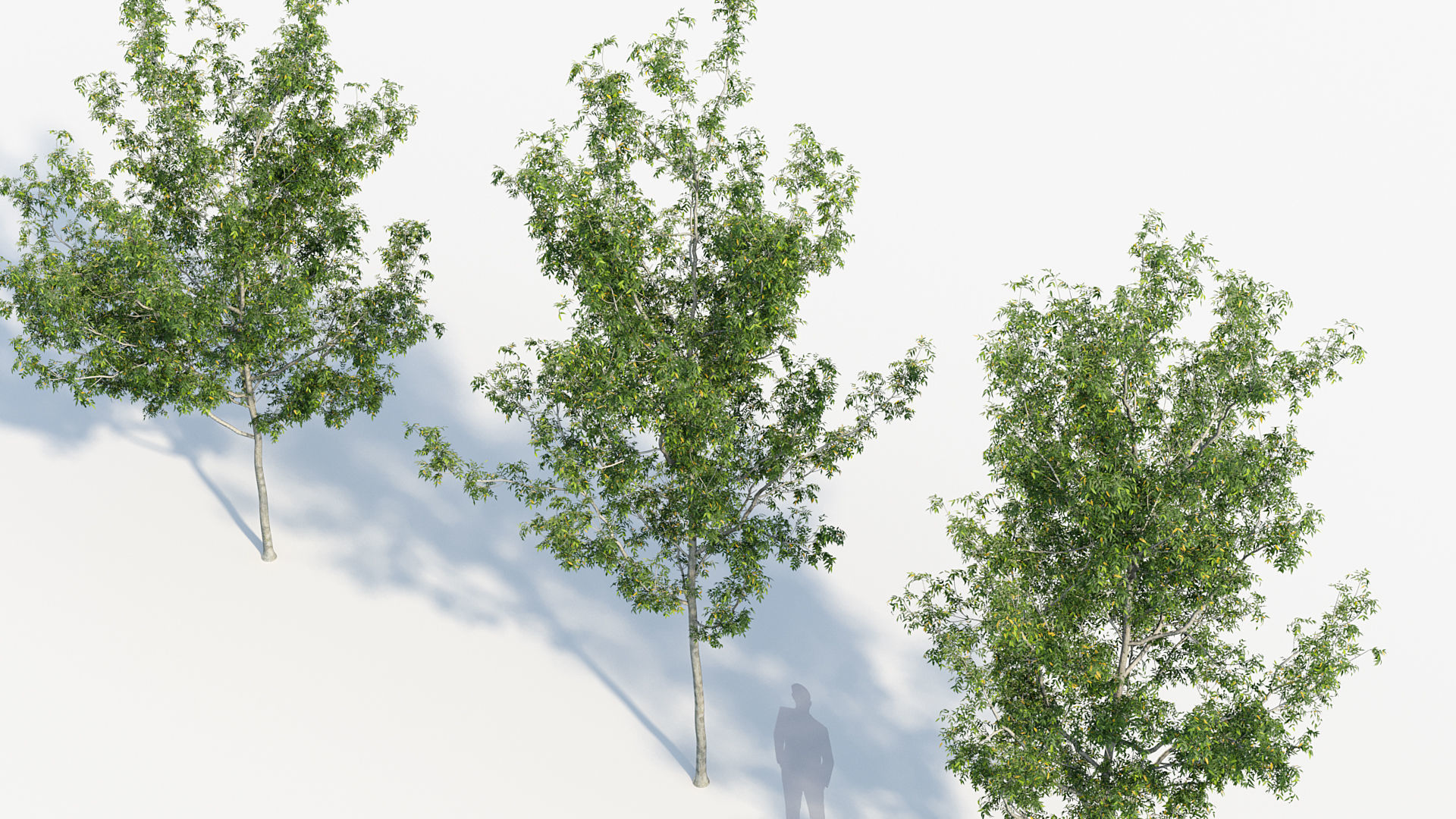 Package 08 Small Trees Collection 3D model_30
