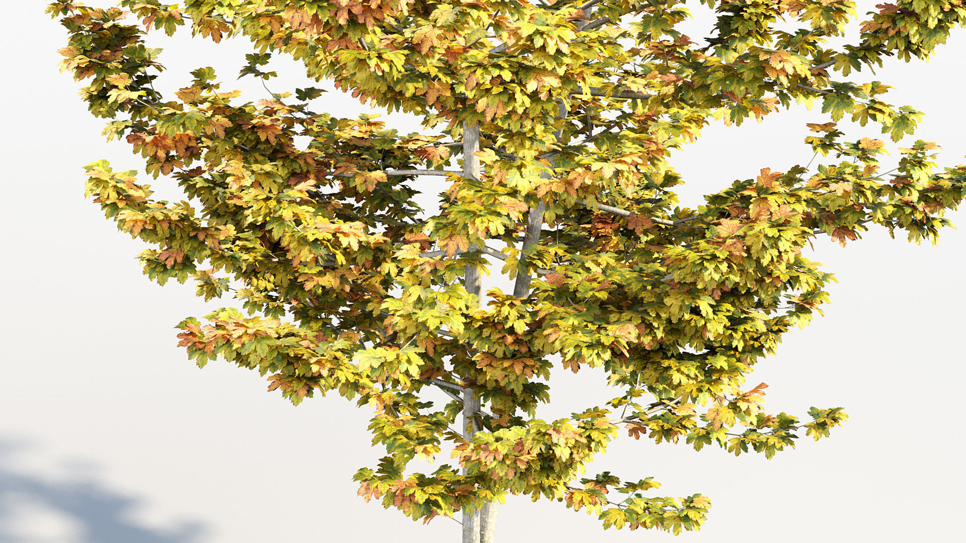 Package 08 Small Trees Collection 3D model_5