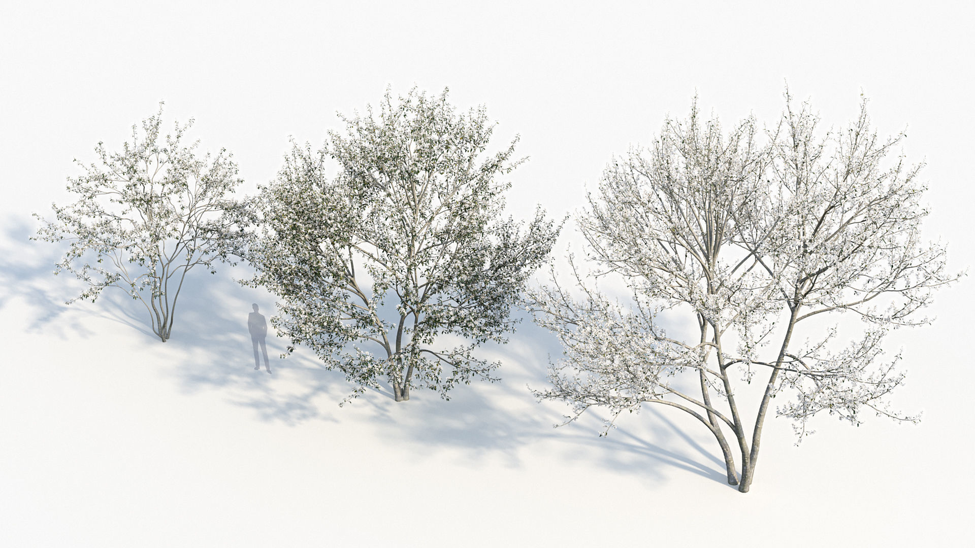 Package 08 Small Trees Collection 3D model_13