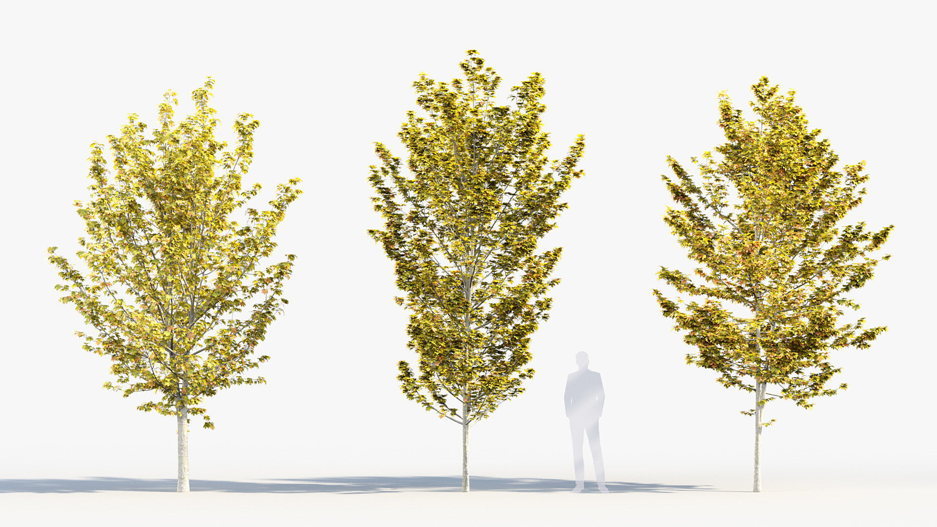 Package 08 Small Trees Collection 3D model_4