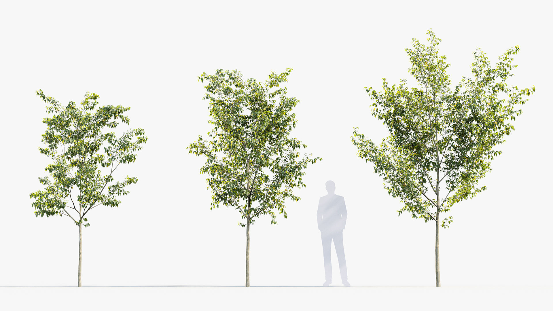 Package 08 Small Trees Collection 3D model_19