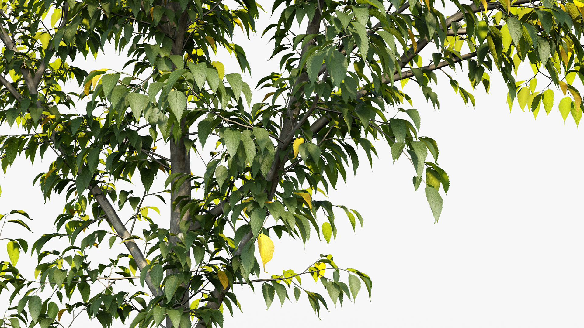 Package 08 Small Trees Collection 3D model_24