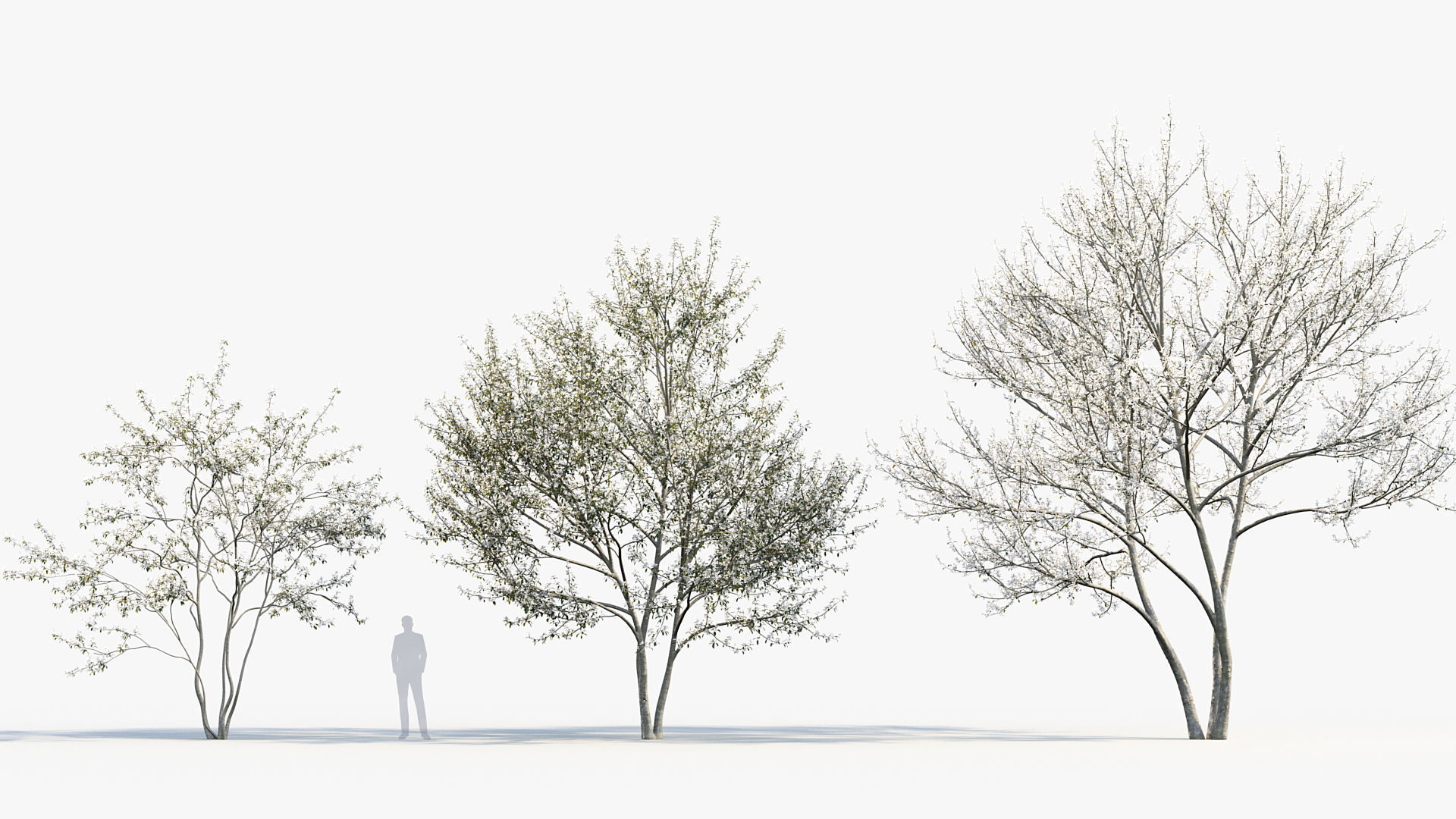 Package 08 Small Trees Collection 3D model_12