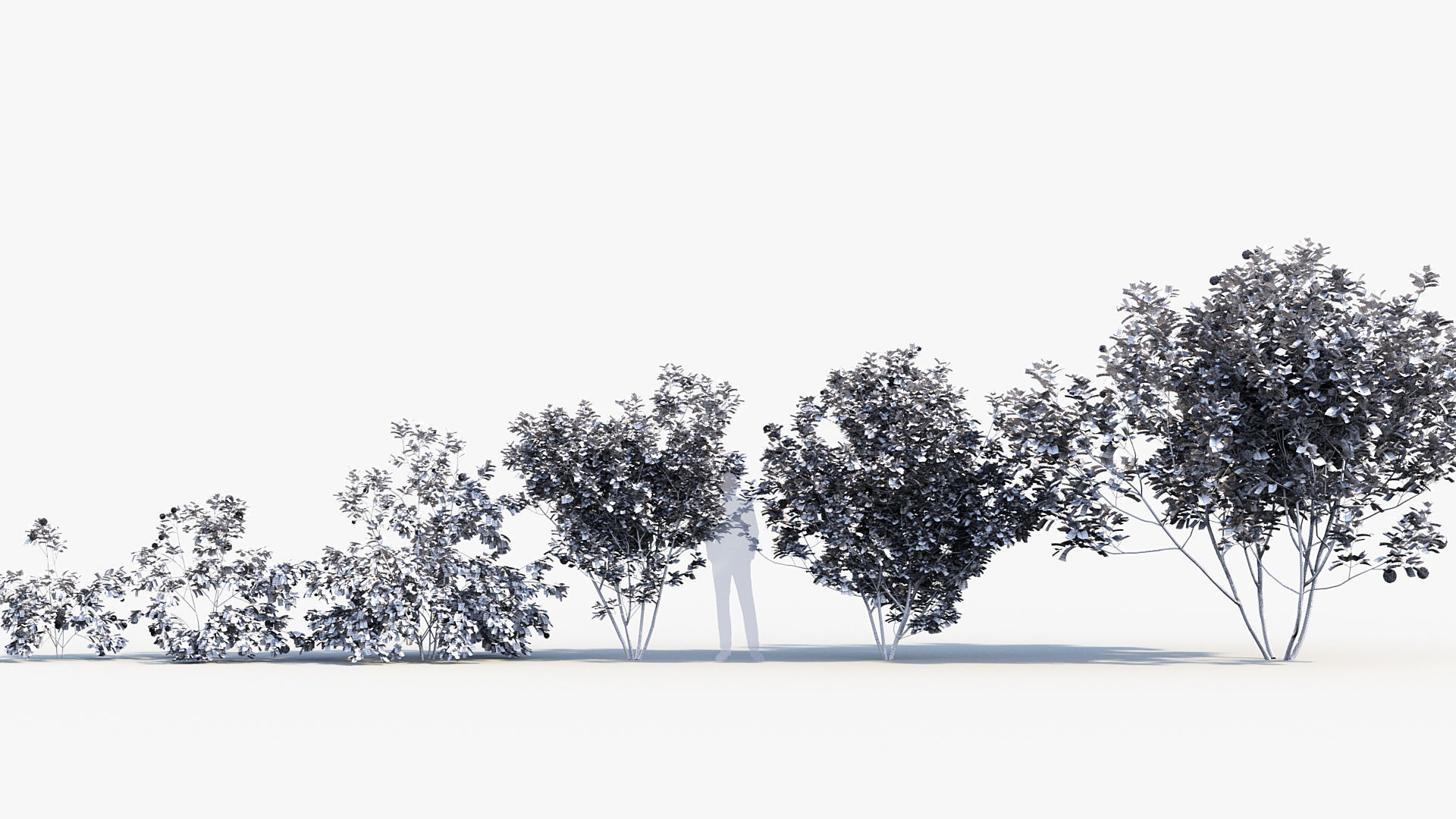 Package 08 Small Trees Collection 3D model_81