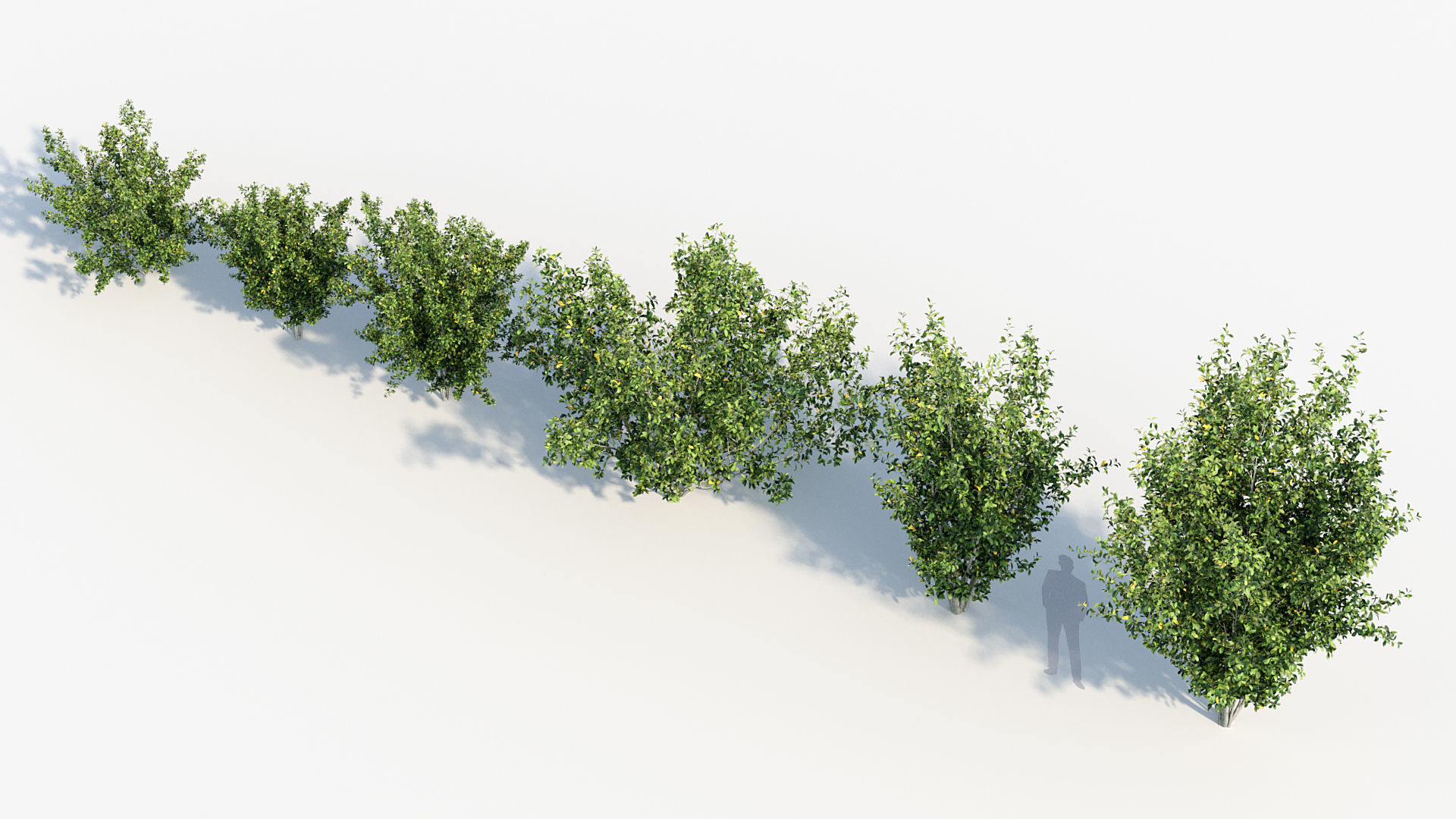 Package 08 Small Trees Collection 3D model_56
