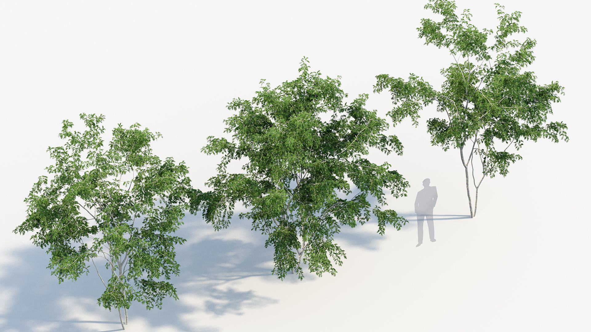 Package 08 Small Trees Collection 3D model_39