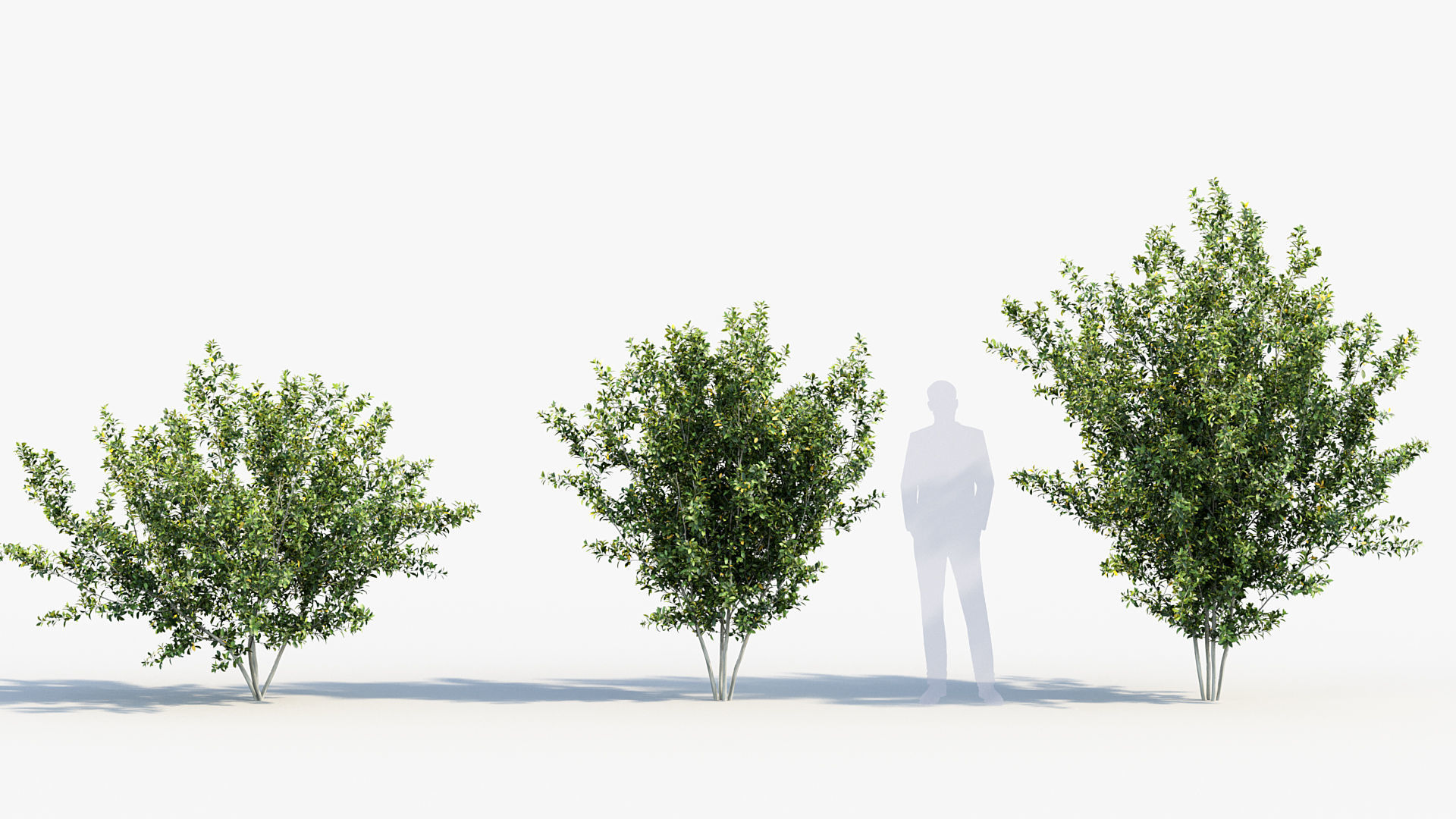 Package 08 Small Trees Collection 3D model_51