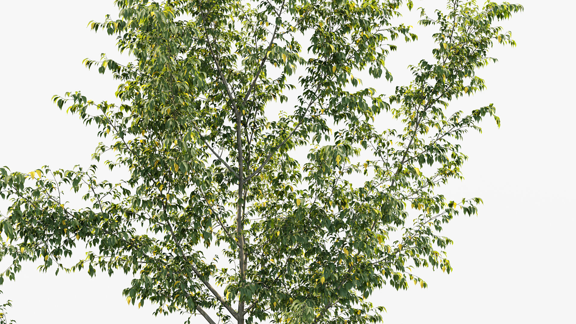 Package 08 Small Trees Collection 3D model_21