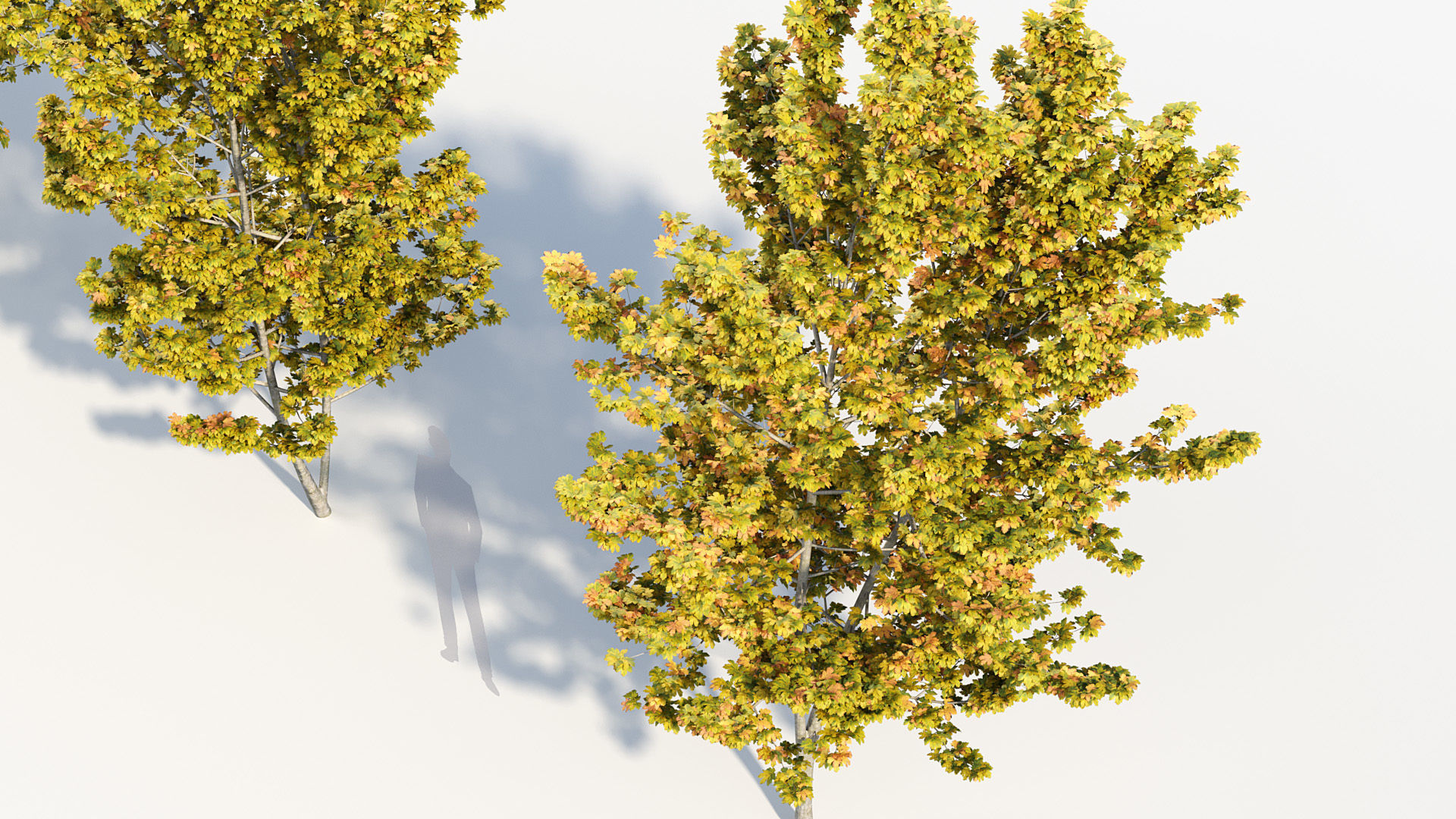 Package 08 Small Trees Collection 3D model_7