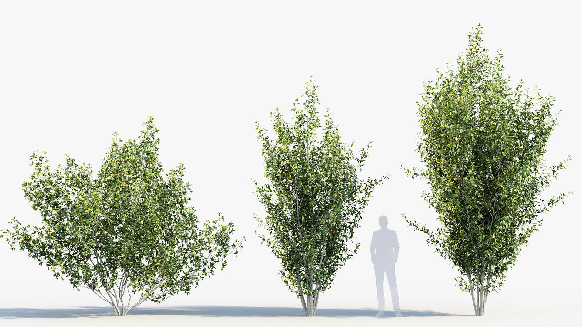 Package 08 Small Trees Collection 3D model_52