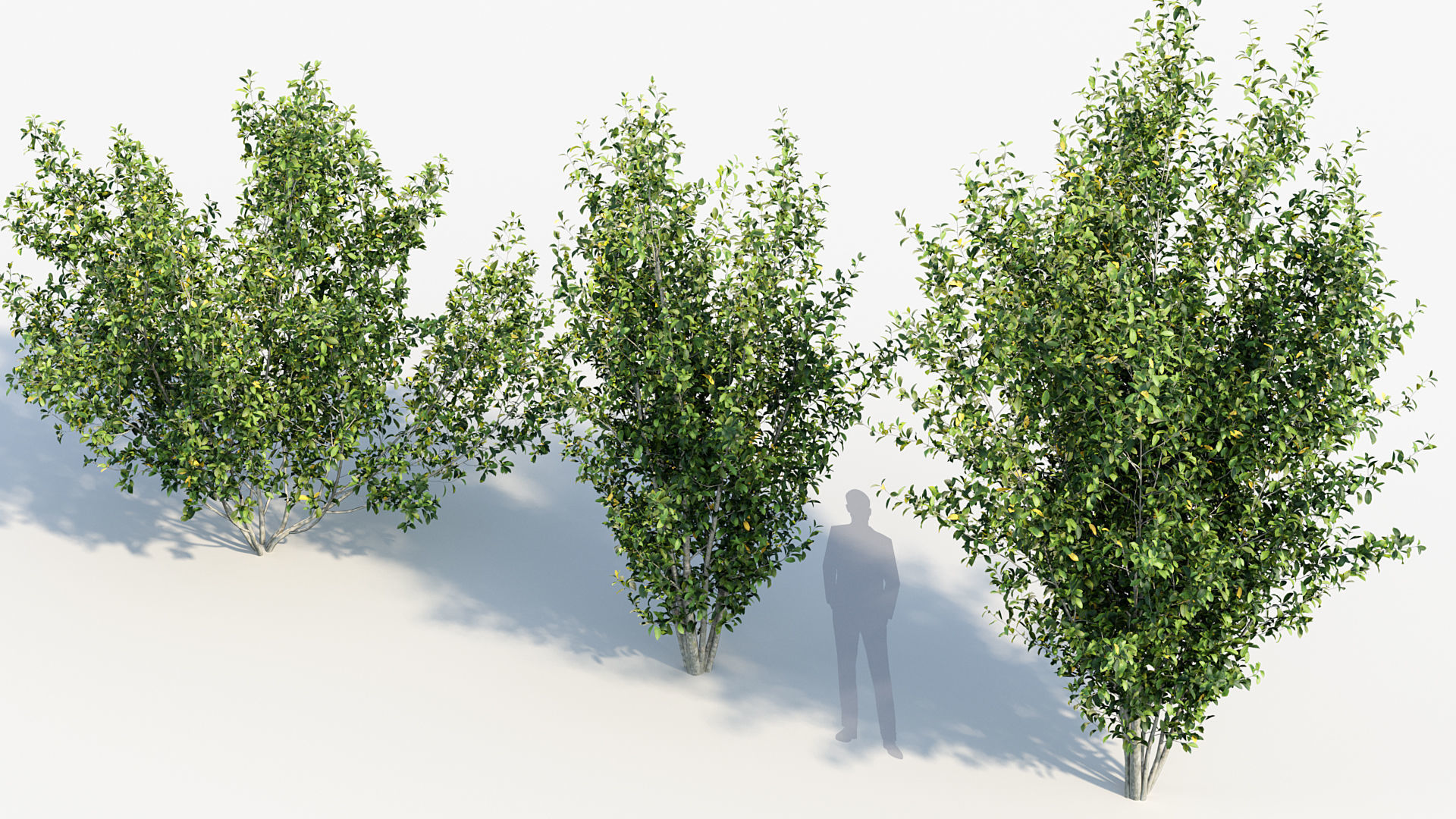 Package 08 Small Trees Collection 3D model_54