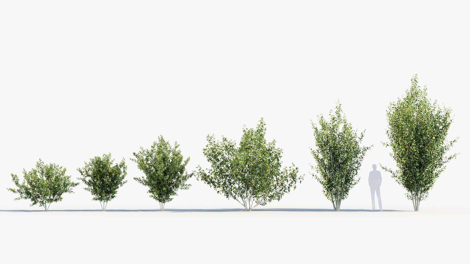 Package 08 Small Trees Collection 3D model_50