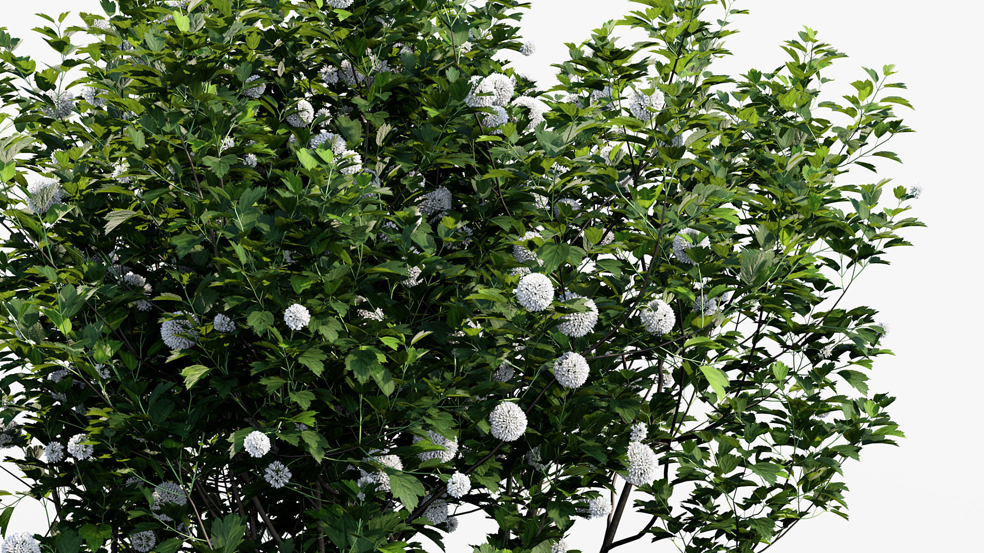 Package 08 Small Trees Collection 3D model_78