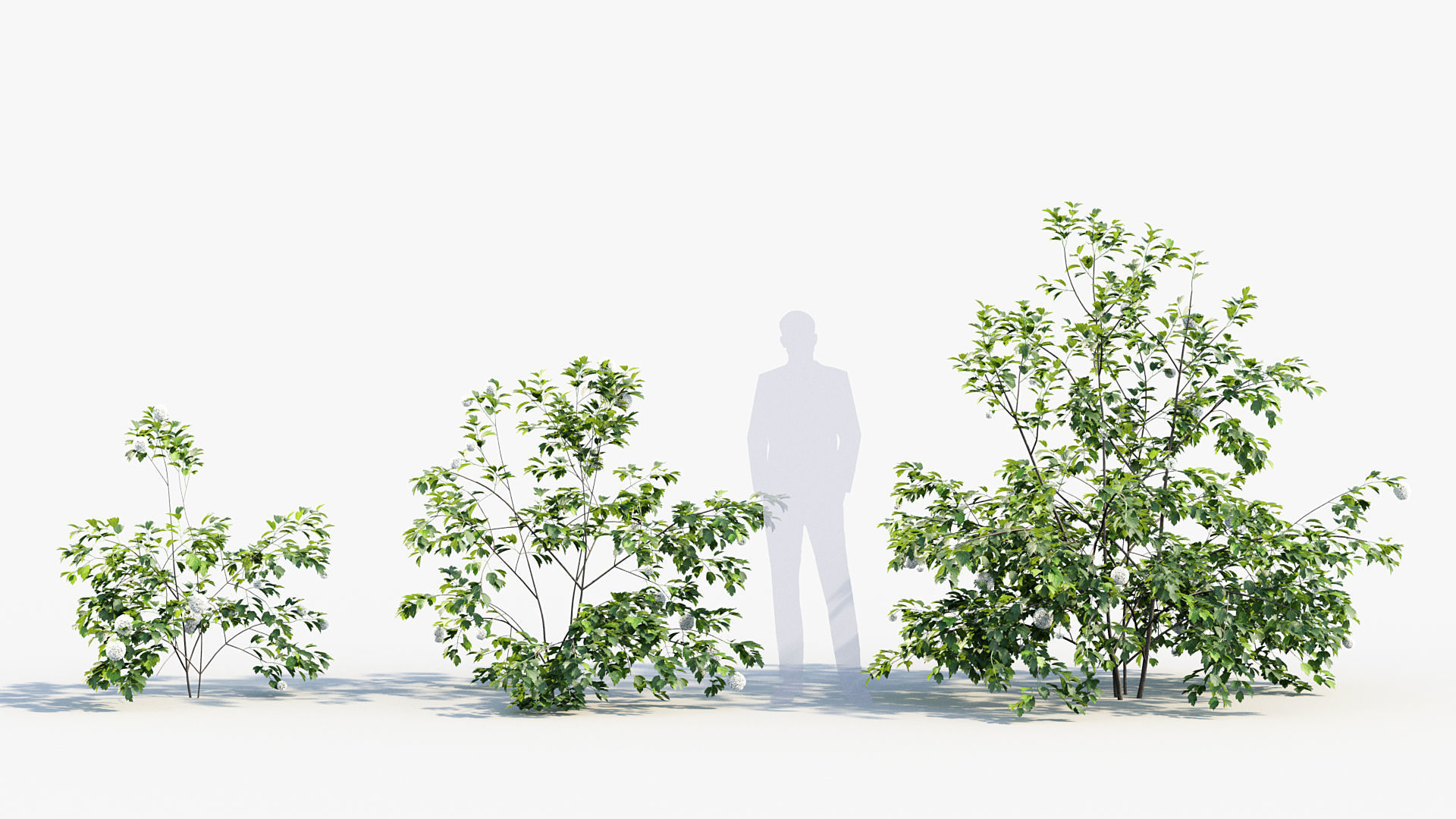 Package 08 Small Trees Collection 3D model_75