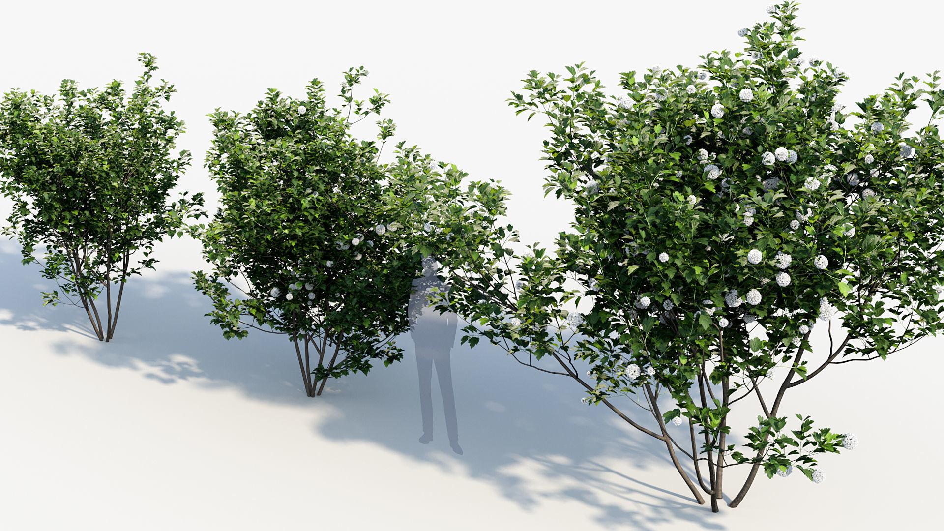 Package 08 Small Trees Collection 3D model_77