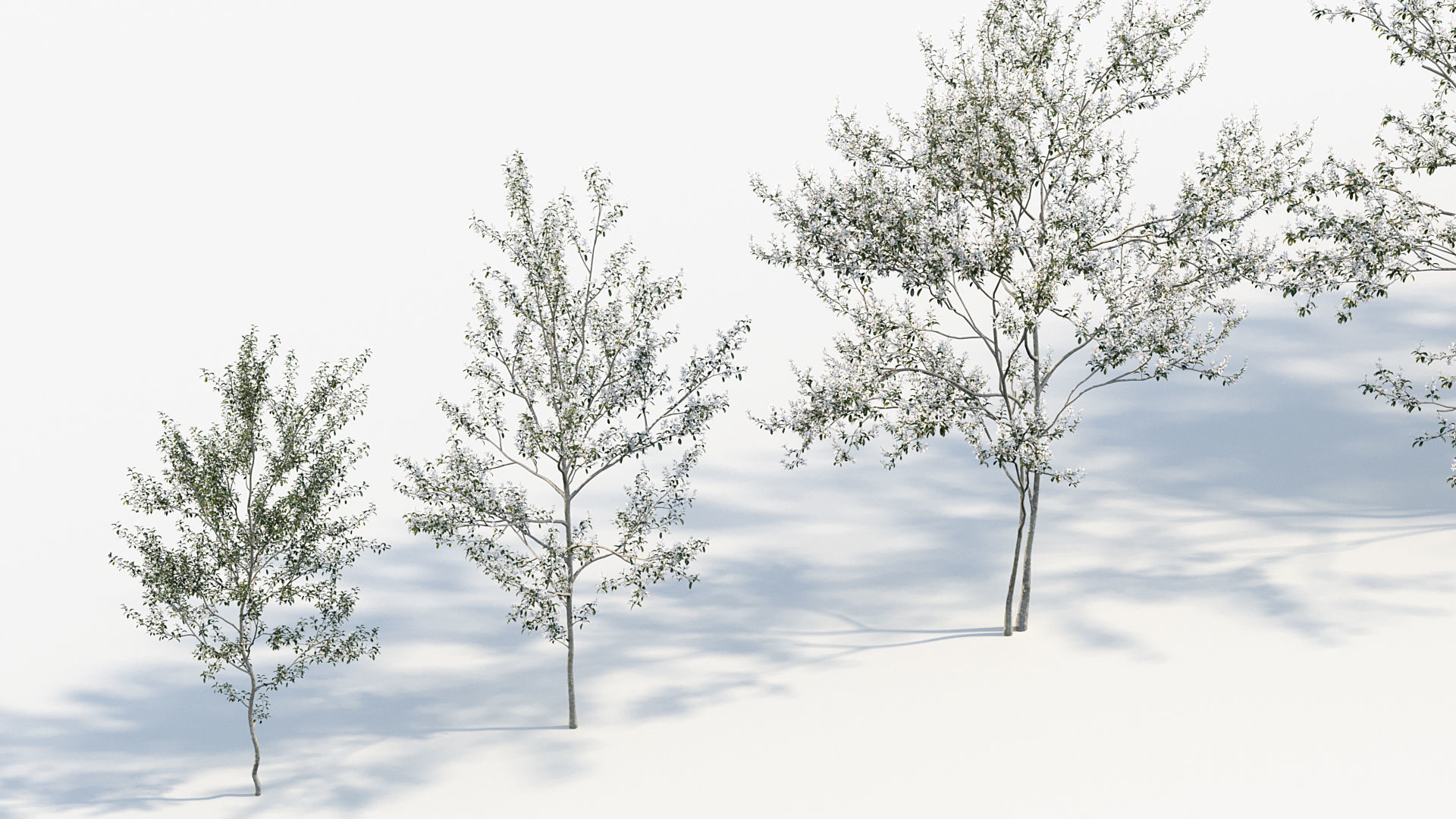 Package 08 Small Trees Collection 3D model_16