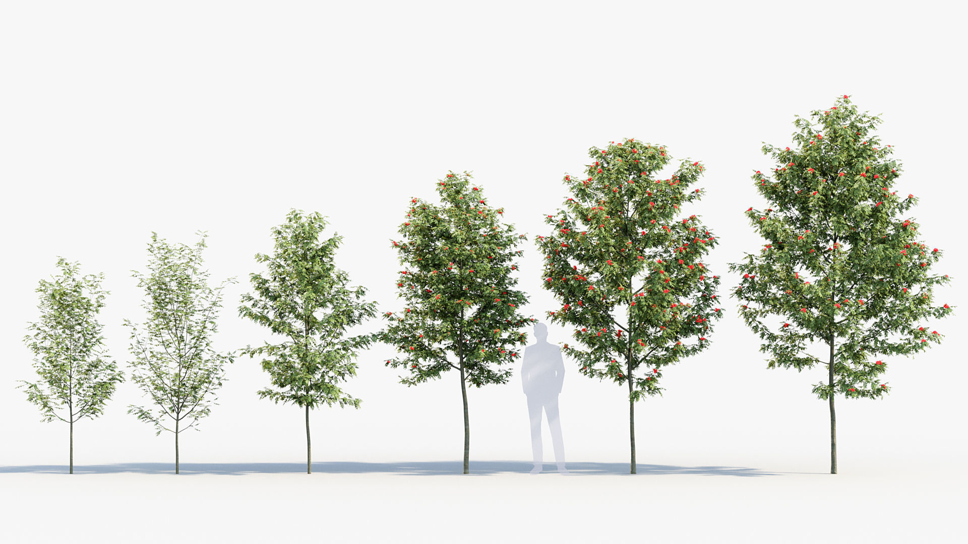 Package 08 Small Trees Collection 3D model_66