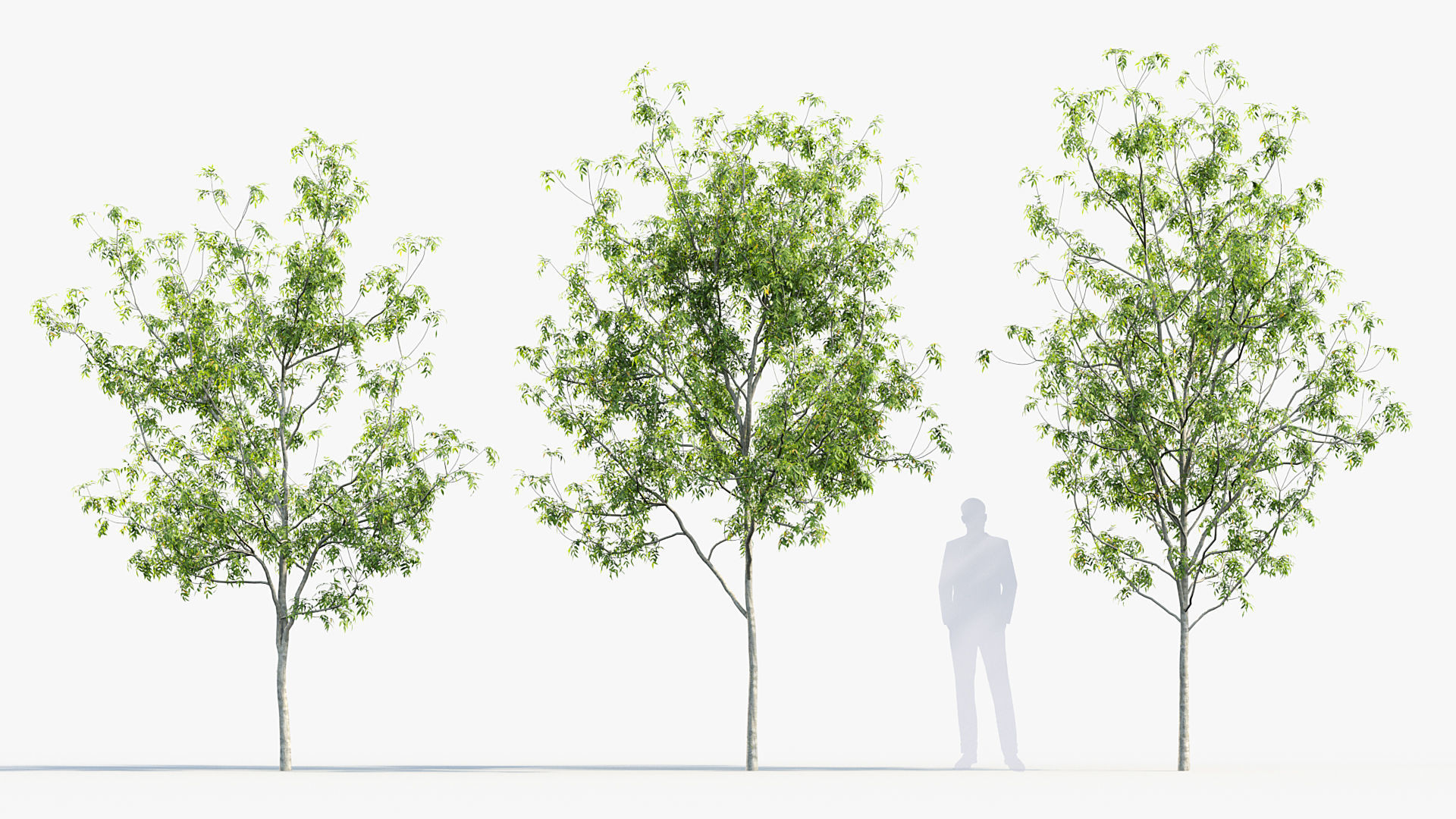 Package 08 Small Trees Collection 3D model_27