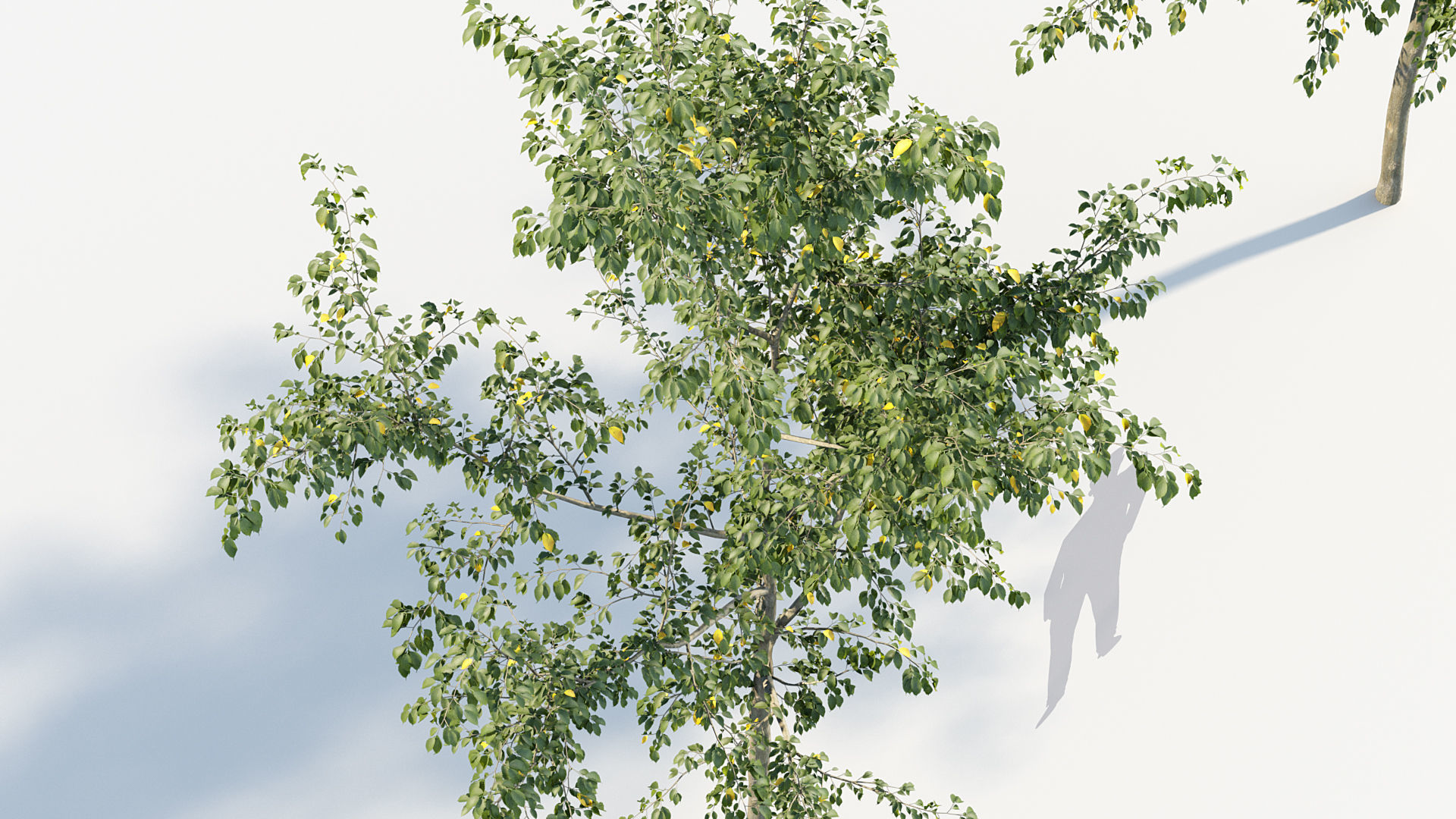 Package 08 Small Trees Collection 3D model_23