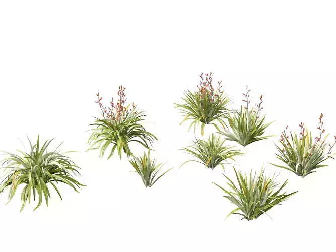 Phormium tenax - New Zealand flax 