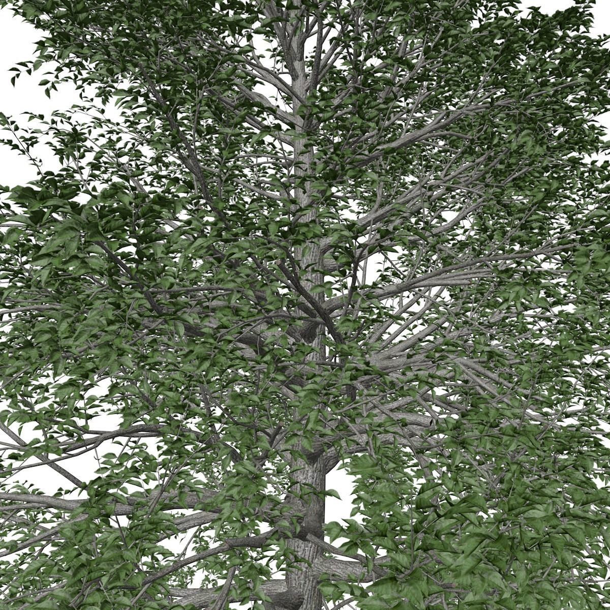 Black Gum Tree - 02 - 3D model_3