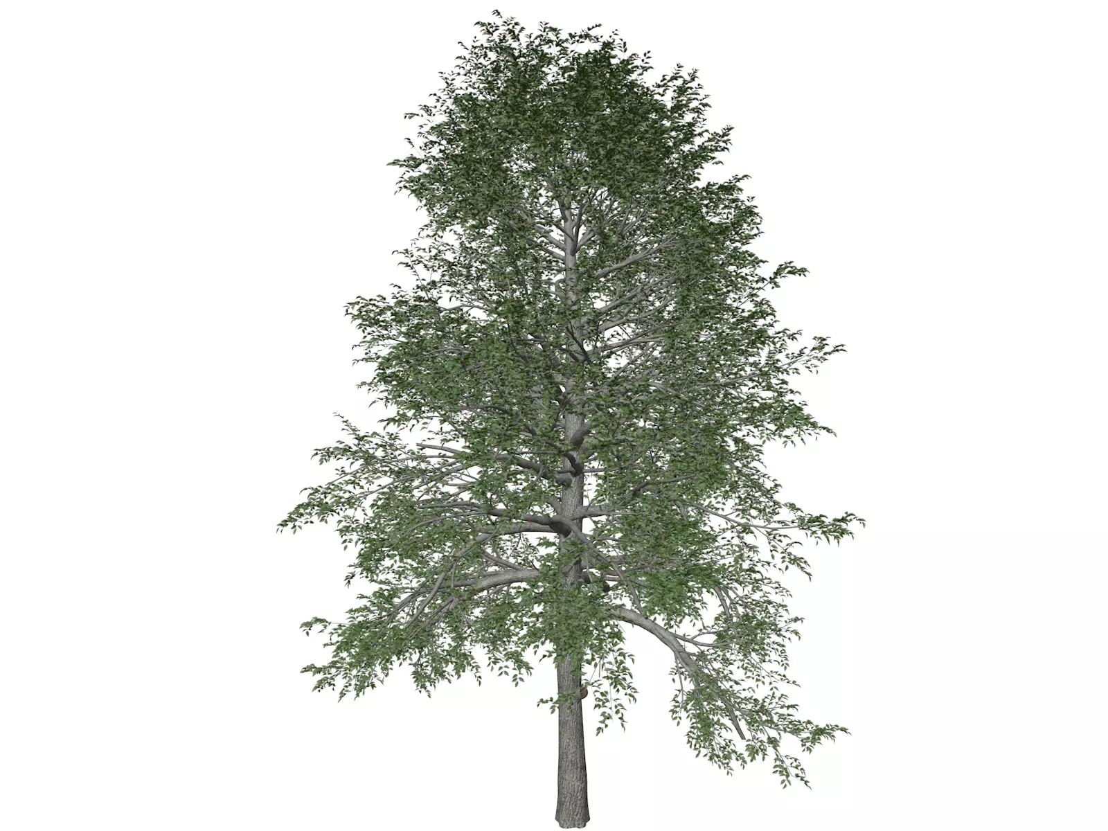 Black Gum Tree - 02 - 3D model_0