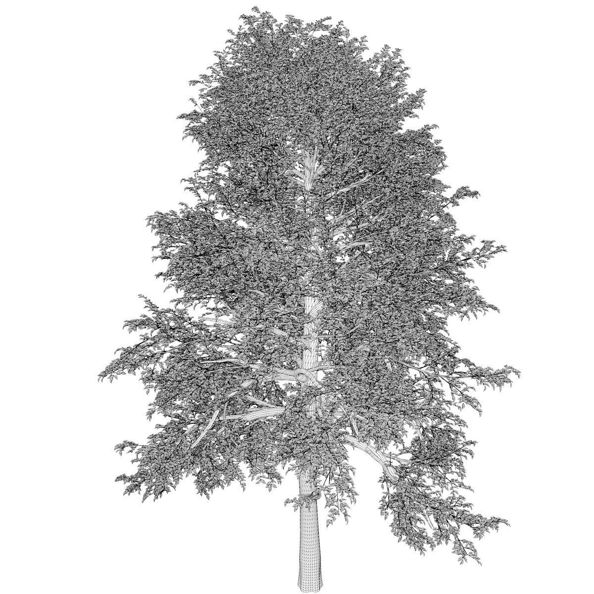 Black Gum Tree - 02 - 3D model_2