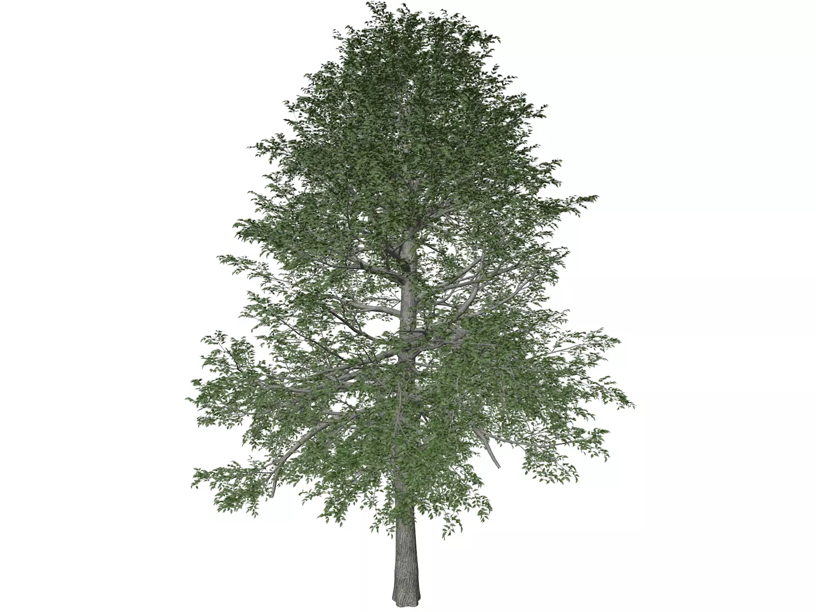 Black Gum Tree - 03 - 3D model_0