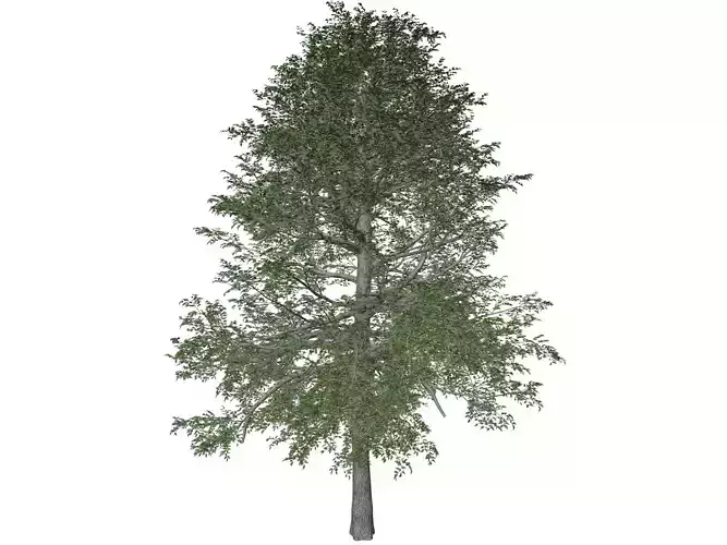 Black Gum Tree - 03 -