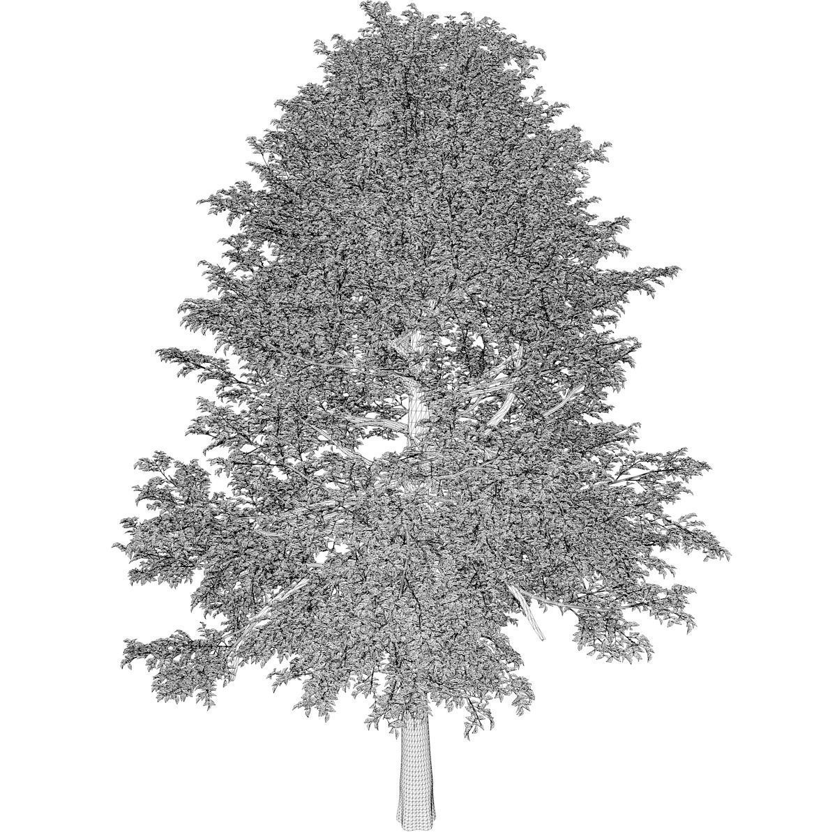 Black Gum Tree - 03 - 3D model_2