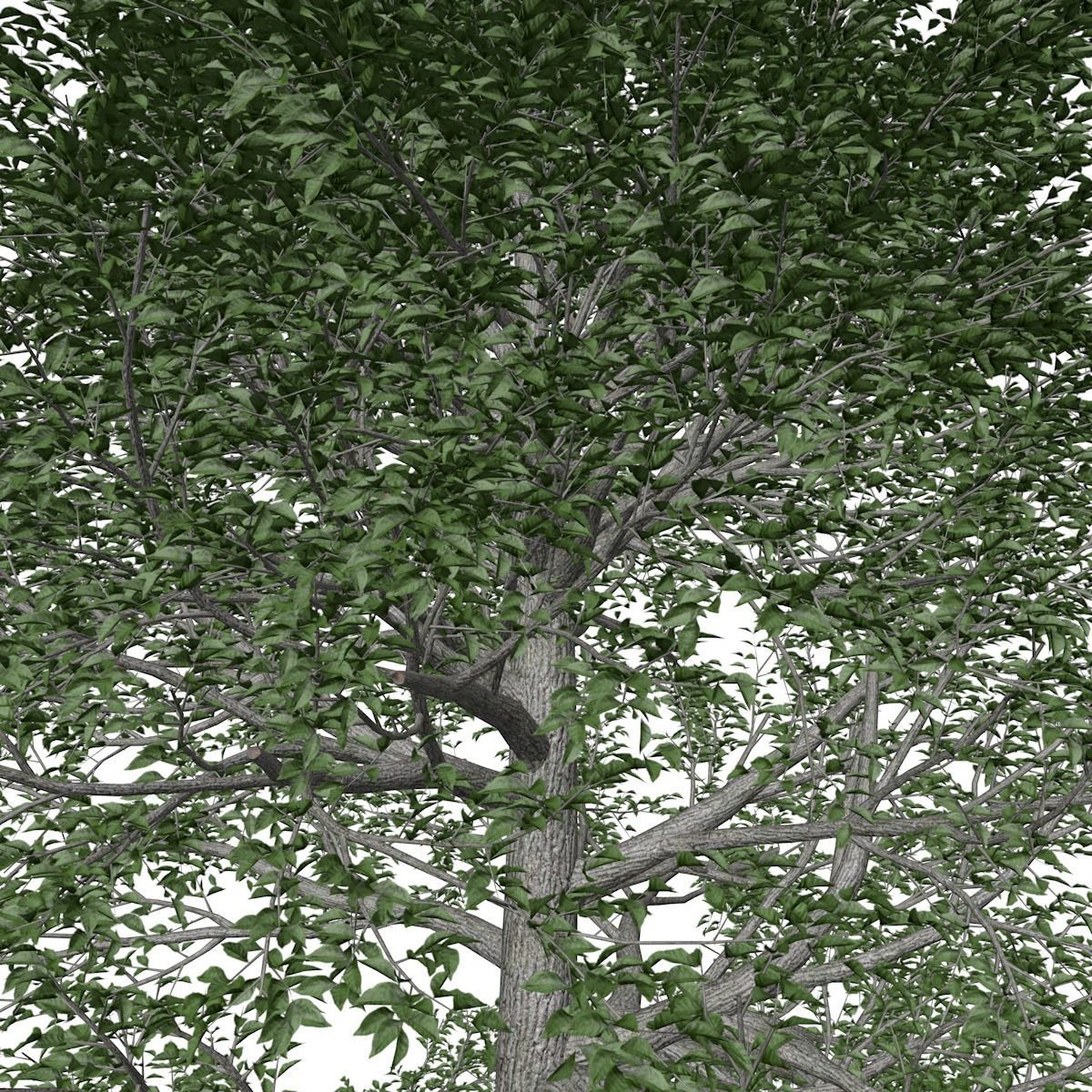 Black Gum Tree - 03 - 3D model_3