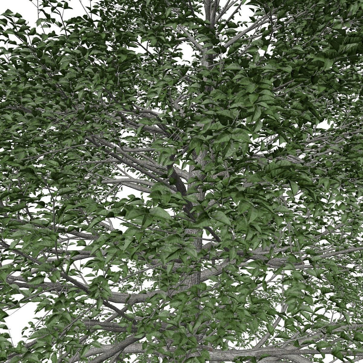 Black Gum Tree - 04 - 3D model_3