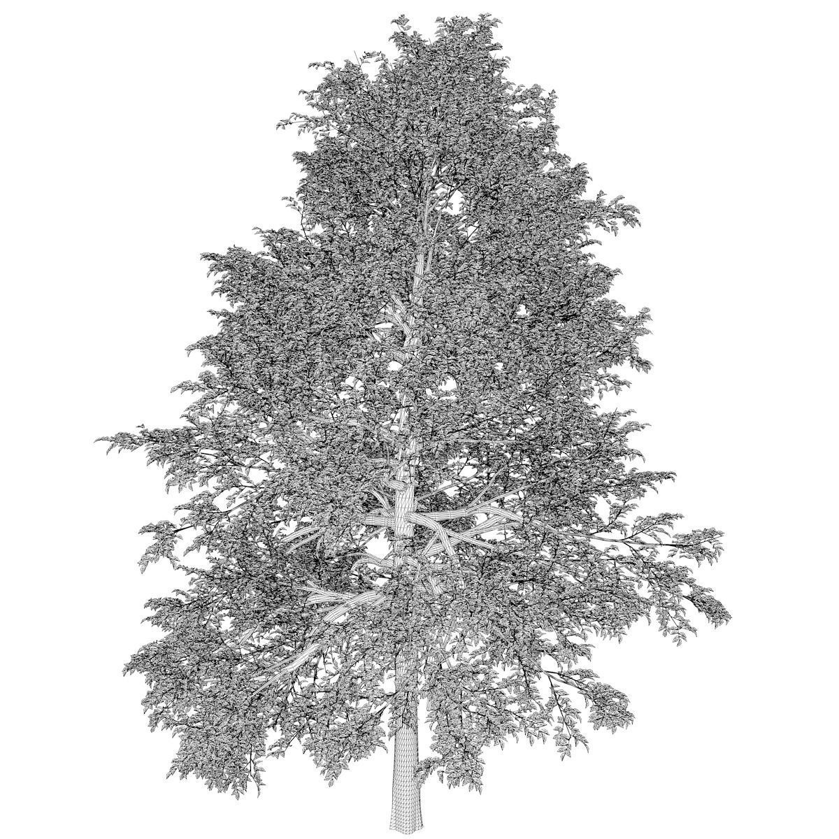 Black Gum Tree - 04 - 3D model_2