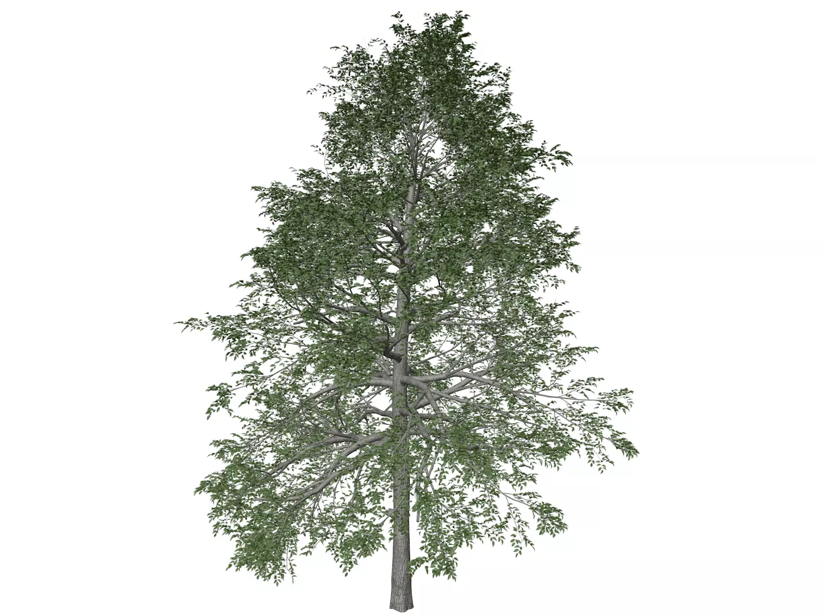 Black Gum Tree - 04 - 3D model_0
