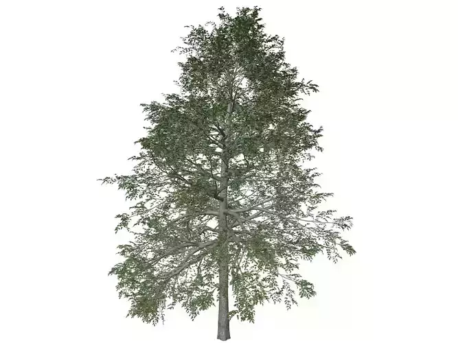 Black Gum Tree - 04 -