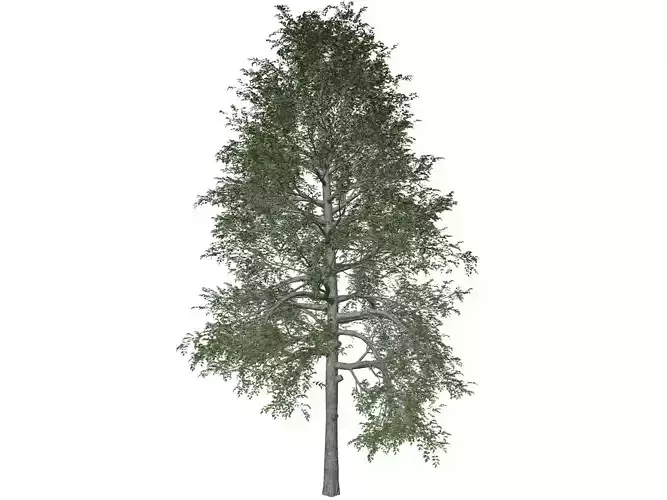 Black Gum Tree - 05 - 3D model