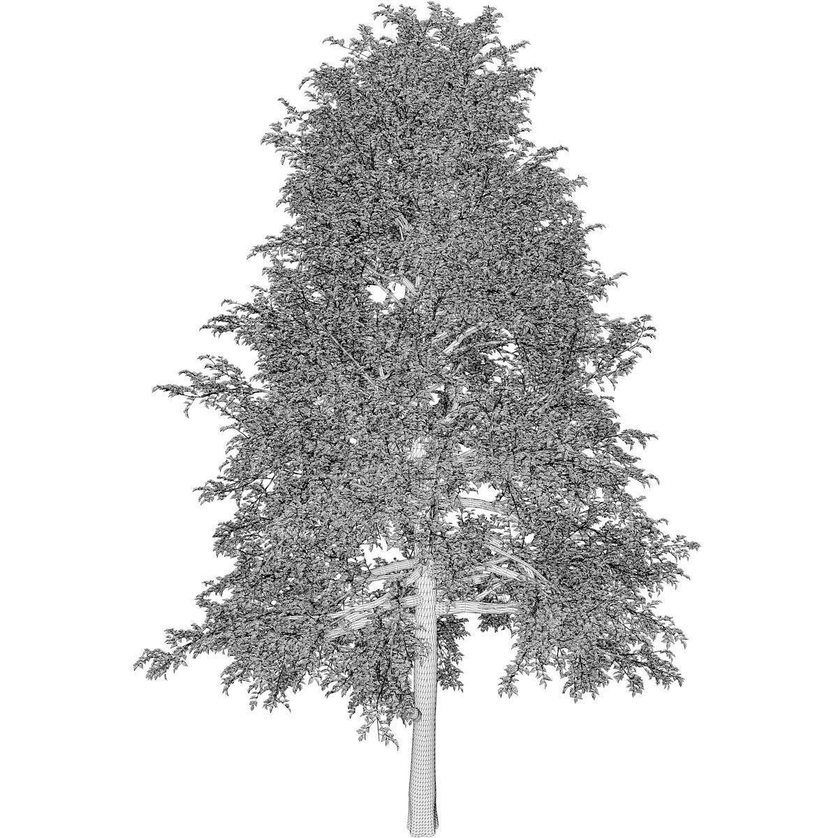 Black Gum Tree - 06 - 3D model_2