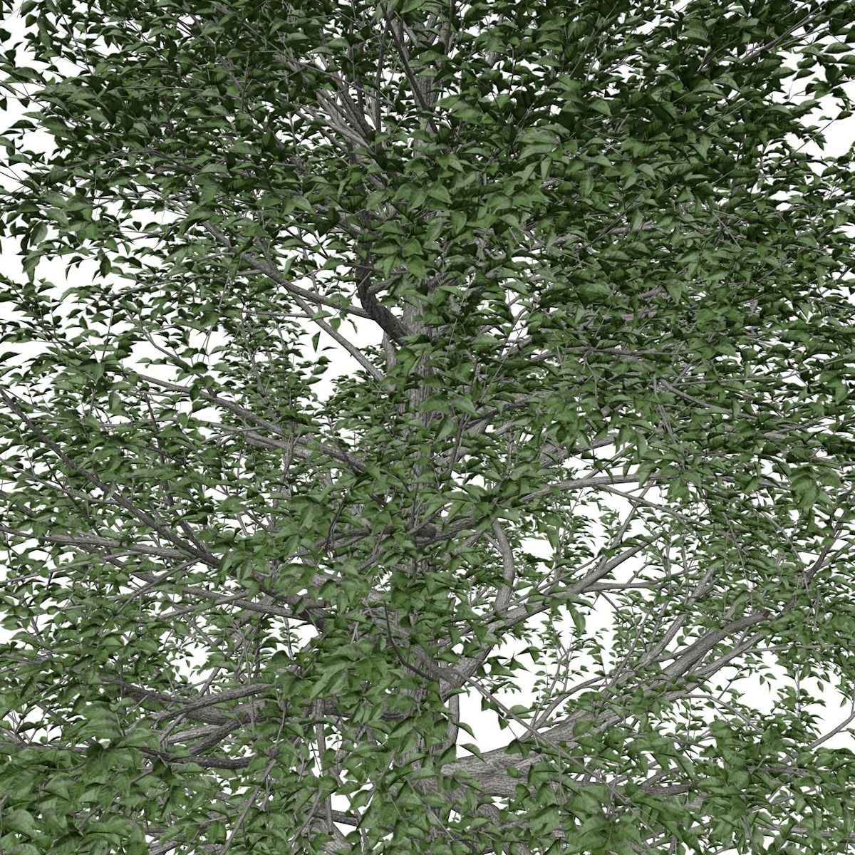 Black Gum Tree - 06 - 3D model_3
