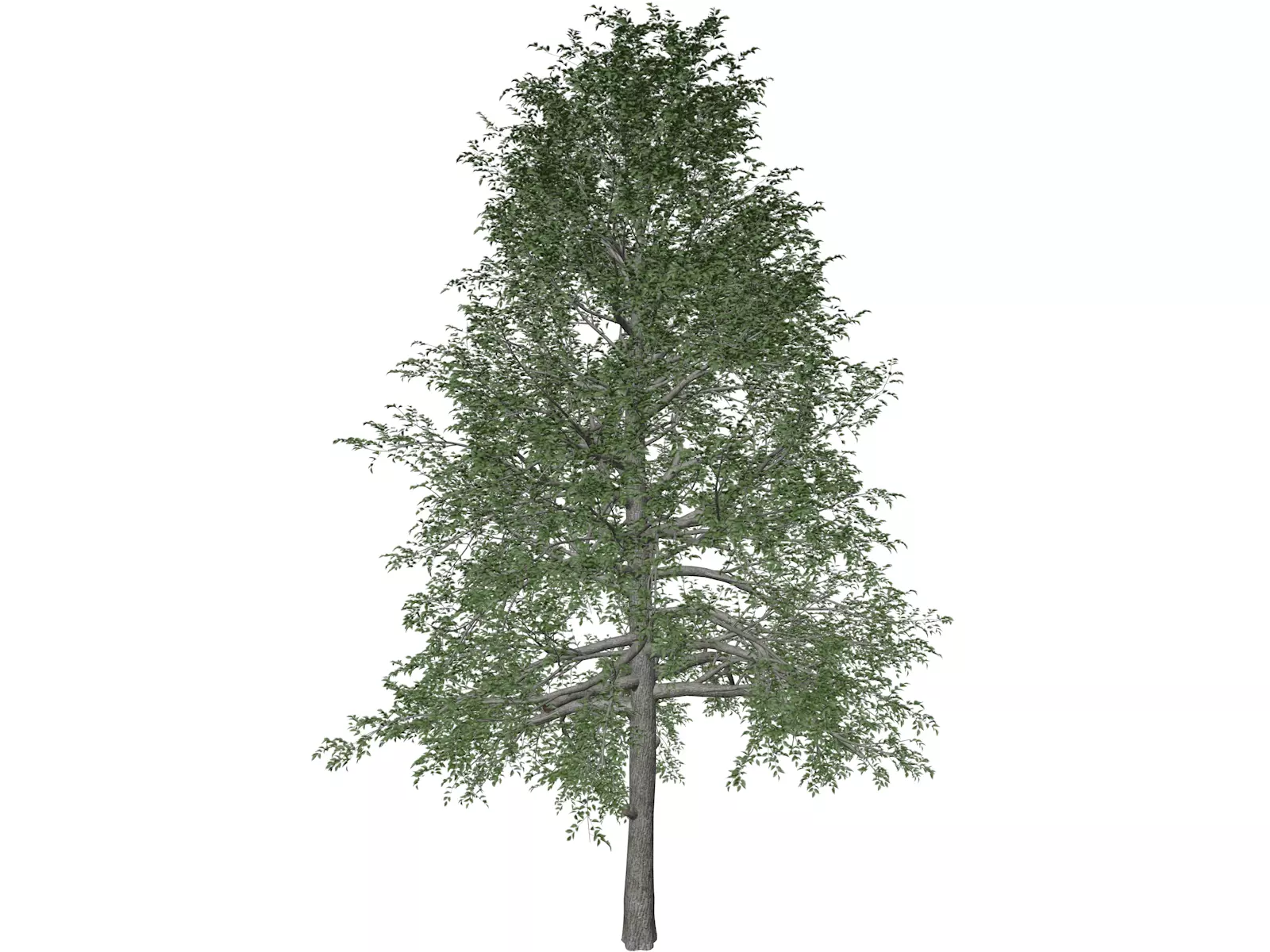 Black Gum Tree - 06 - 3D model_0