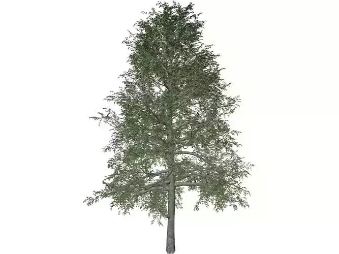 Black Gum Tree - 06 - 3D model