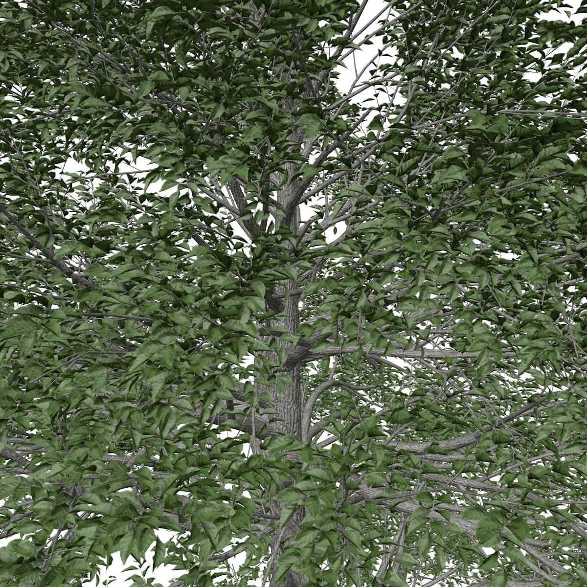 Black Gum Tree - 07 - 3D model_3