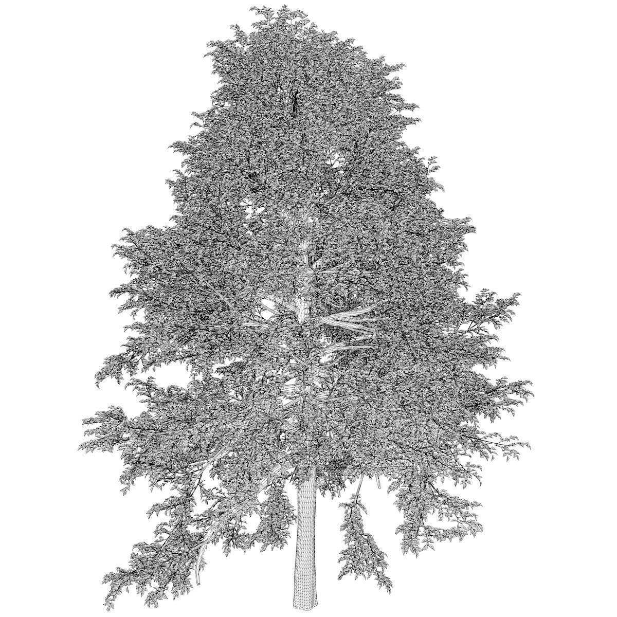 Black Gum Tree - 07 - 3D model_2