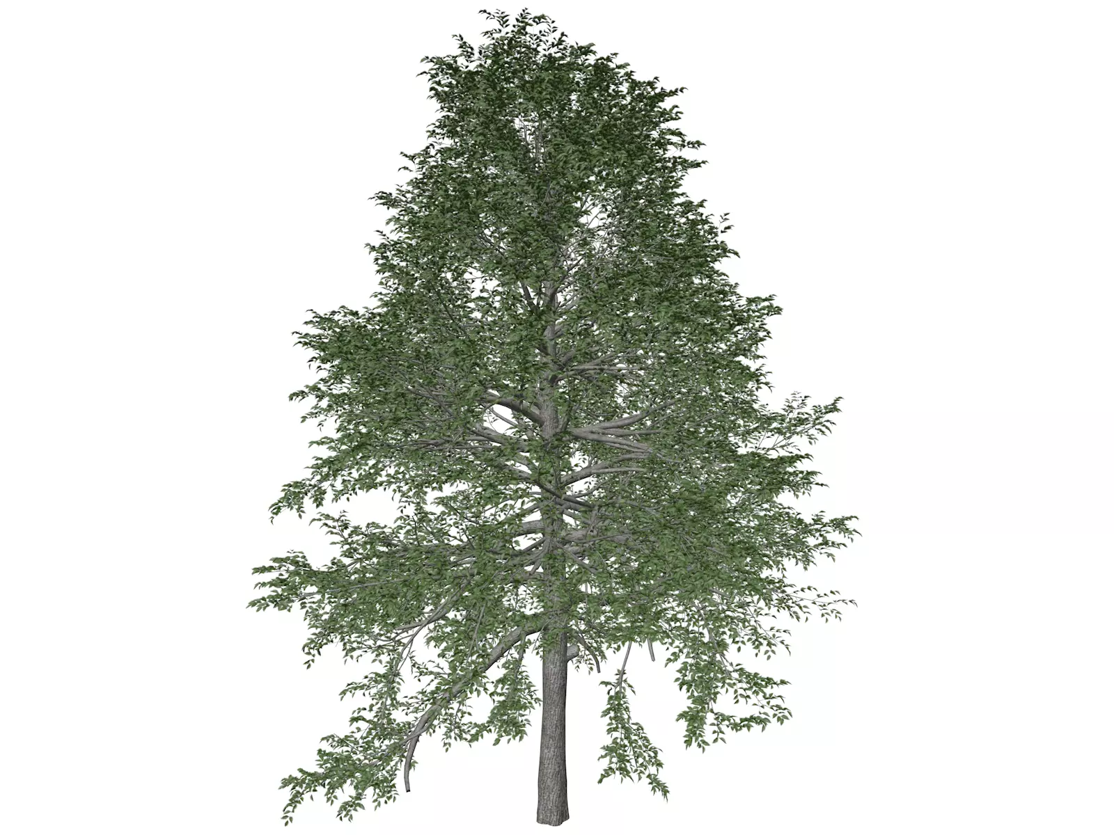 Black Gum Tree - 07 - 3D model_0