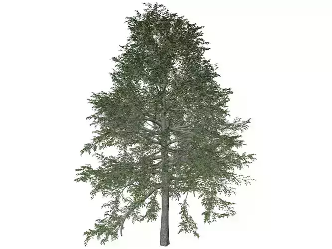 Black Gum Tree - 07 - 3D model