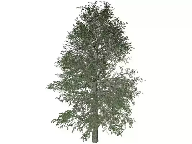 Black Gum Tree - 08 -