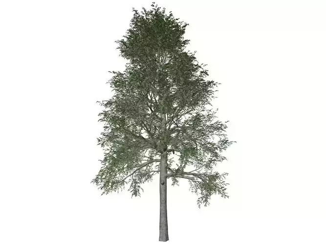 Black Gum Tree - 09 - 3D model