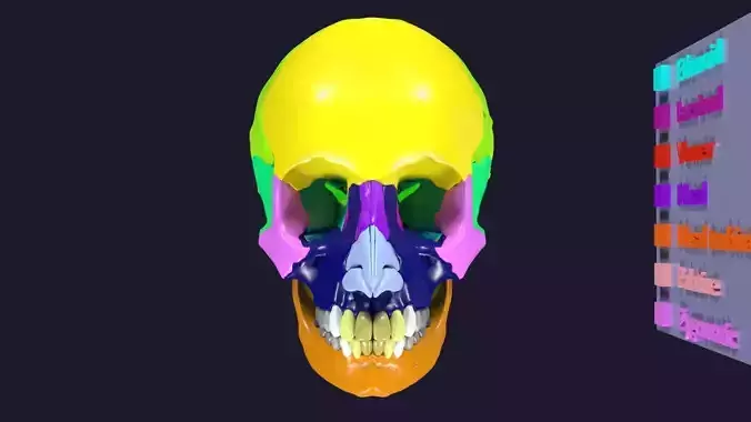 Skull bones colored separable labelled