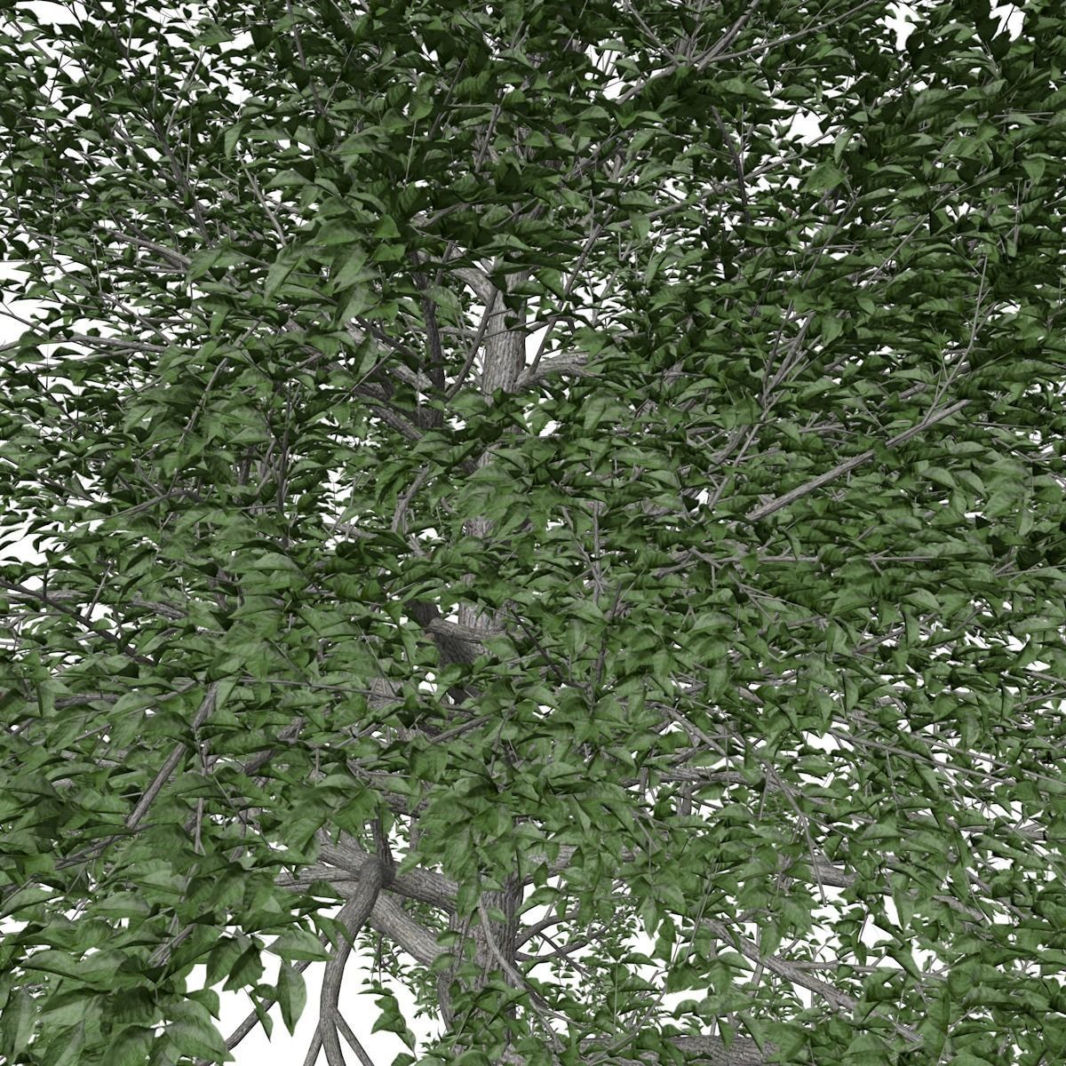 Black Gum Tree - 10 - 3D model_3